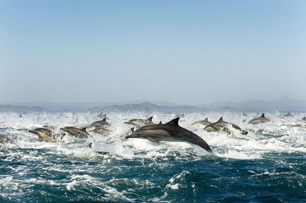 Dolphins jumping out of the sea.